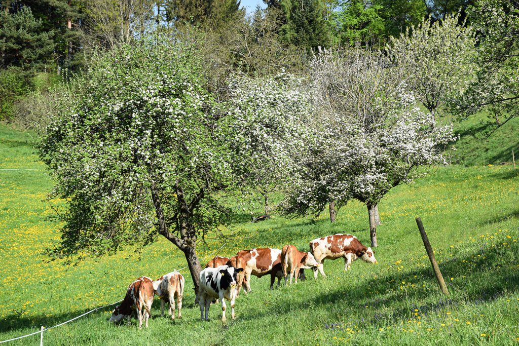 Kühe auf einer Hangweide mit blühenden Obstbäumen